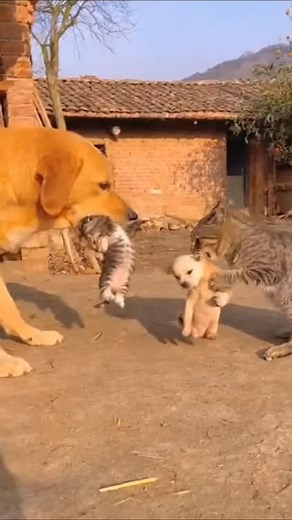 Cat and dog exchange program: babies delivered safely 😂🐶🐱” #CuteAnimals #FunnyPets #DogAndCat #SweetMoments #ViralVideo | Prompt Play