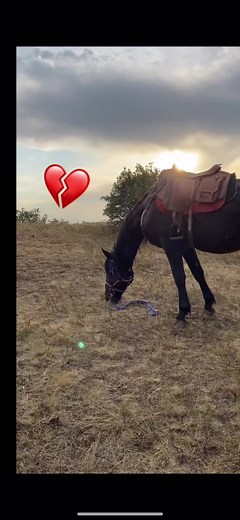 Black Horse in Tranquil Field at Sunset