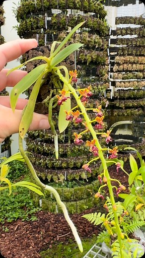 616 reactions · 23 shares | Usually when one utters the word “Phalaenopsis”, you won’t see me getting very interested…but there are some peculiar species out there! Phalaenopsis difformis checks that box, presenting very intricate flowers and an impressive flower stalk! A hot grower, we keep ours with no sphagnum and high humidity, combined with good air flow. #phalaenopsis #miniatureorchid #orchid #orchidsofinstagram #orchids | Tropiscape Orchids | Facebook