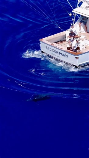 18K views · 3K reactions | That Azorean Blue! Bad Company world tour 2023! | Bad Company Fishing Adventures | Facebook