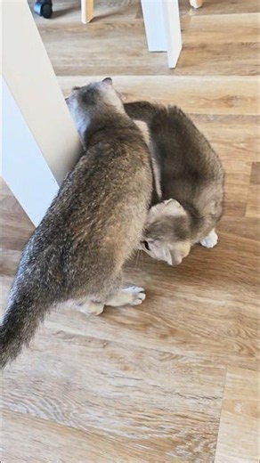 Mother cat won't give milk to her growing kitten 😋 #kitten #kittenlove #cats #momcat