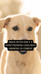 4.8K views · 66 reactions | A Twitter user shared a video of dogs with only two working legs, running through a forest. Dogs of various breeds can be seen happily running around. Video: twitter/FredSchultz35 #ViralVideo #ViralVideosToda #ViralToday #DogVideos | Firstpost | Facebook