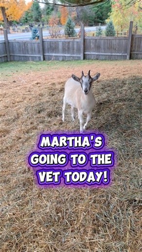 Uh-oh! Someone is taking an unplanned trip to the vet today! 😢 #goats #goatlife #farmlife #vet #injury #hobbyfarm | Lorne Rogers