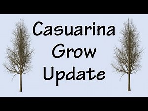 Casuarina Tree Propagation Update