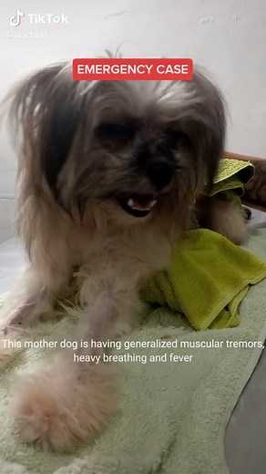 Understanding Eclampsia in Dogs: Symptoms and Treatment