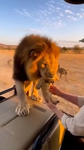 2M views · 8.8K reactions | Lions are fiercely protective of their cubs 女 Imagine a lion clinging to a car while hyenas close in — a brave heart steps in to save the cub. Survival in the wild requires courage! #Lion #Hyenas #Wildlife #LionCub #AnimalRescue #Courage #NatureAdventure #Survival #AnimalFacts #ProtectTheWild | World Re-imagined | Facebook