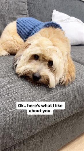 #dogsofinstagram #puppylove #havapoo #dog #havaneselover #fy #fyp | Kenzo Cuna