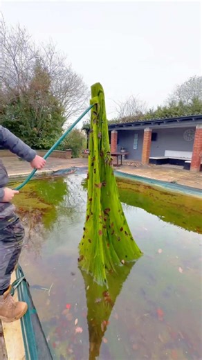 Expert Tips for Saving a Green Pool