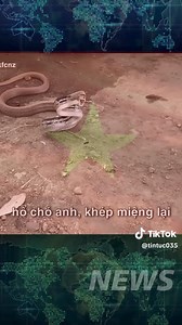 13K views · 61 reactions | Bao Cao Vac on Reels | Facebook