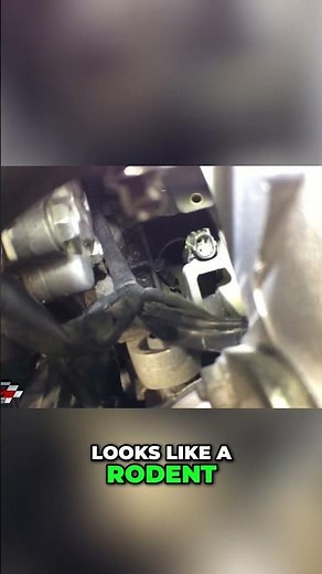 Rodent chewed Honda wiring: See this fix! ‪@Honda‬ ‪@tesla‬