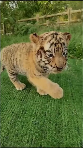 Animals 🥰❤️💫#animal #foryou #pet