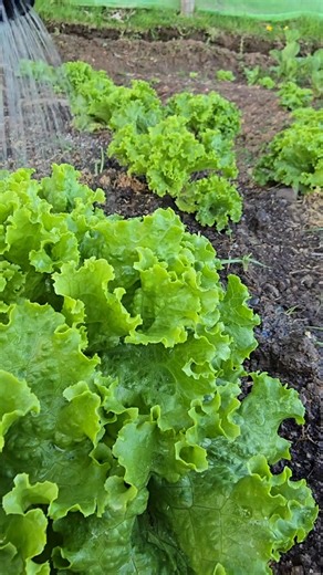 Learn how to turn eggshells into a natural and effective calcium fertilizer for your plants using lemon juice or white vinegar. This simple method creates calcium citrate, a soluble form of calcium that strengthens plant cell walls and boosts growth. Save waste and nourish your garden naturally! #EggshellFertilizer #CalciumForPlants #OrganicGardening #NaturalFertilizer #PlantCare | Let’s Gardening