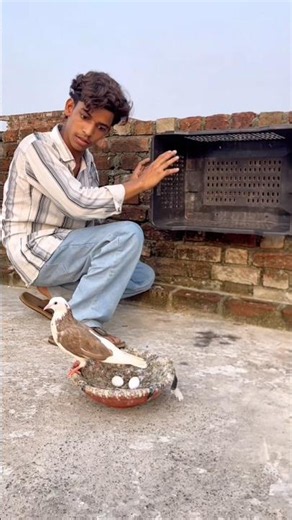 Pigeon 🕊️ egg 🥚 help 😰 speechless #pigeonshort #pigeonvideo