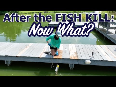 Fish Kill At Slab Lab- What's next?