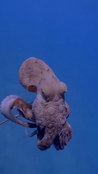 Unwind and just flow 🐙🌊 Video by @tannerunderwater on IG #DiversDirect #scuba #sealife #ocean #octopus #tentacle #dive #diving | Divers Direct