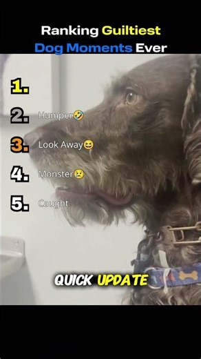 Ranking The Guiltiest Dog Moments Ever!