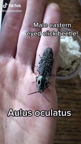 Exploring the World of Beetles: Aulus Oculatus and Male Eastern-Eyed Click Beetle