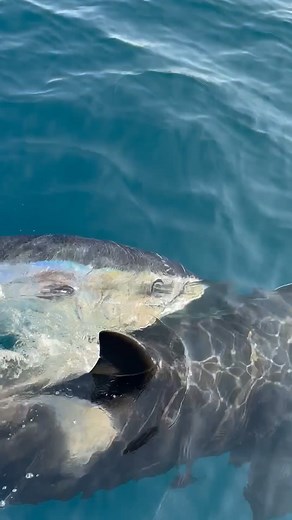 I have seen some incredible things out here in the last year since the Giant Bluefin Tuna first showed up, but this footage is next level crazy. Stephen John Hemstalk filmed this just down the coast from where all the Bluefin fishing was happening, we are used to seeing shark predation on gamefish, but to see Orca playing with a 500lb tuna is out-the-gate. Thanks for sharing Stephen, it’s the kind of thing no one would believe with out the footage! BlacktipH Ultimate Fishing ITM Fishing | Matt W