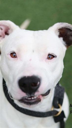 Puptographer on Instagram: "Meet MACC’s leafy moss mutt. Fern Gully is 2 years old and 48lbs. He is a sweet tolerant boy. He likes to play wrestle with his shelter friends and can’t wait to meet you. Fern Gully A436421 is a 2 year old 48 lbs mixed breed. He is available at Metro Nashville Animal Care and Control is located at 5125 Harding Place Nashville TN 37211 . They are open 7 days a week 12-4 Thursday 12-6 #anitawalker #adopt #adoptdontshop #cute #dog #dogsofinstagram #nashville #rescue #sh
