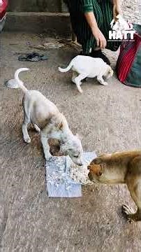 Feeding Hungry Puppies On The Streets — Saving Tiny Lives 🐶🍲 | Please Help #straydog #animalcare