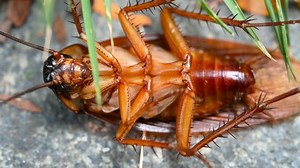 Top View Poisoned Cockroach Being Bit Stock Footage Video (100% Royalty-free) 1060906828 | Shutterstock