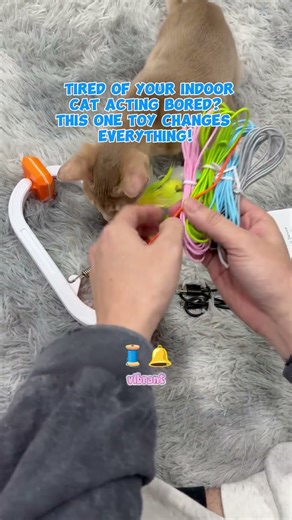 The Bored Cat Ends Its Bored Life #catmomlife #cat #tiktokshopdeals #pets #pettoys #catstressrelief