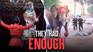 The deadliest circus animal attacks and how they happen