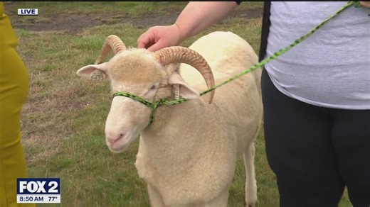 Bowers School Farm welcomes endangered Dorset sheep