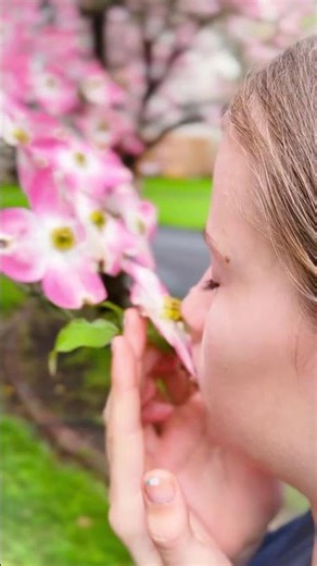 There’s nothing like Kentucky in the springtime 🌷