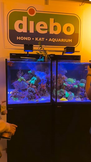 3.2K views · 201 reactions | Take a look at these two breathtaking Red Sea MAX NANO G2 XL aquariums showcased by Diebo at the show in the Netherlands. Inside you’ll find incredibly rare fish, seahorses, and stunning corals in outstanding condition. #poweredbyredsea #growingwithredsea | Red Sea | Facebook