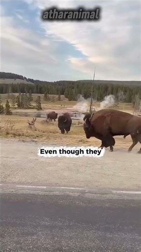 Did You Know? Bison Are One of the Strongest Land Animals! #animals #shorts #facts