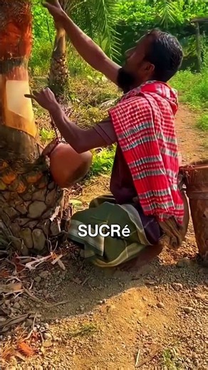 Pourquoi cet arbre est-il coupé encore et encore 🌴🤯