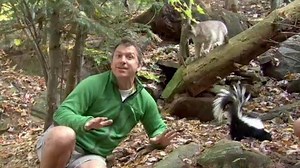 Wild Kratts - Lynx and Skunk Baby Play! Video | PBS KIDS