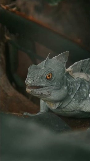 What are the MOST POISONOUS Lizards in the World?