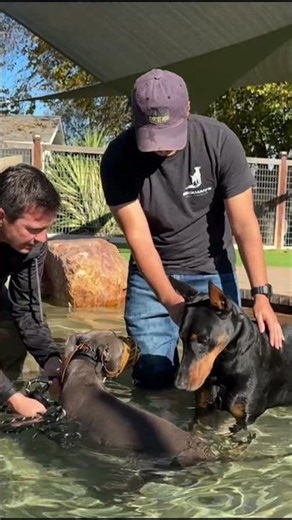 Aggressive dog meets Prince the only safe way - While being immersed in water.