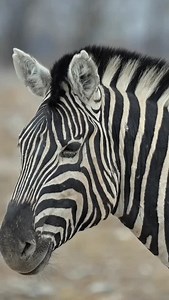 Did you know every zebra has a unique stripe pattern, just like a human fingerprint? No two zebras in the entire savannah have the same design. Their stripes help them recognize each other. Confuse predators When zebras run in a herd their stripes blur together, making it hard for predators like lions to single out one individual. Keep them cool under the African sun, Stripes Are Natural Air ConditionersTheir black-and-white stripes create tiny air currents that help cool their bodies under the 