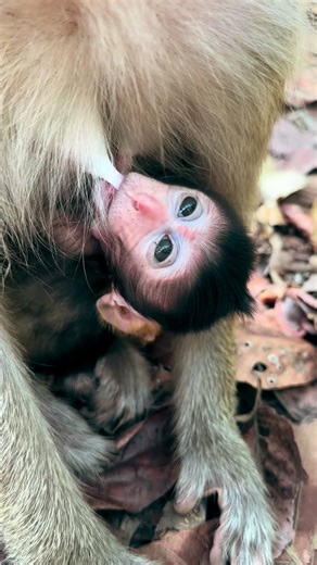 A sleepy baby Benji! ✨💫