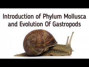 Introduction Of Phylum Mollusca || Evolution of Gastropods