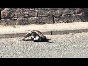 Female sparrowhawk killing a magpie - Glasgow Violence!