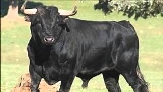 The Lonely Bull. Herb Alpert & the Tijuana Brass. (1962) Chords - ChordU