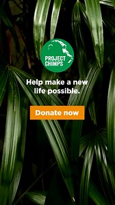 You can give former research chimpanzees a forever home filled with love, care and the freedom to be themselves. | Project Chimps | Facebook