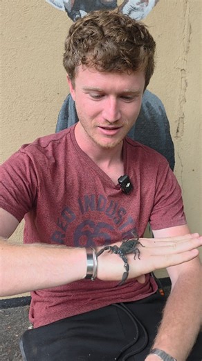Did you know scorpions actually have very poor eyesight? 👀🦂 They don’t rely on sight to survive — instead, they sense tiny vibrations through the ground to find prey and navigate their world. Nature always finds a way. #chipangali #scorpion #education #conservation #research | Chipangali Wildlife Orphanage