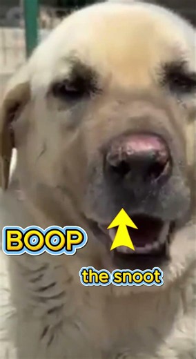 The Most Boopable Snoot In The Sanctuary Programme