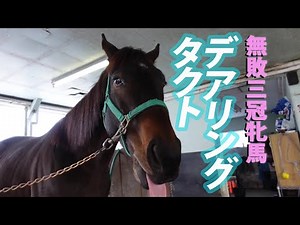 無敗三冠牝馬 デアリングタクト Daring Tact