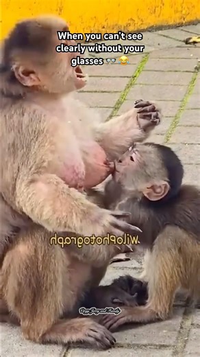 When you can’t see clearly without your glasses 👓 😂 #funny #funnymoment #funnyface #headtilt