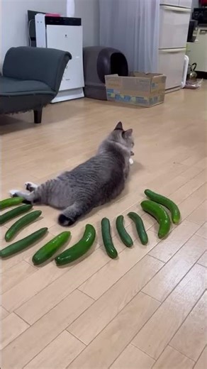 Cucumber prank in the cat 😂