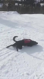 3.6M views · 5.9K reactions | Avalanche rescue dog in training!  | UNILAD | Facebook