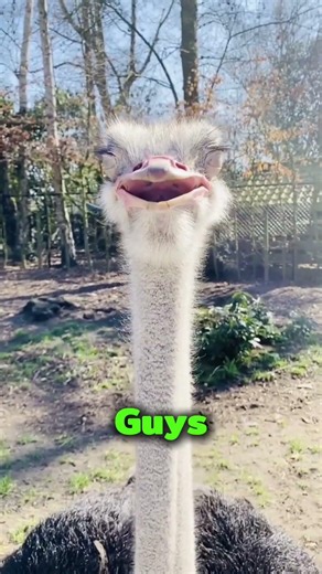 This Bird Uses Rocks to Survive! #ostrich #animalshorts #didyouknow