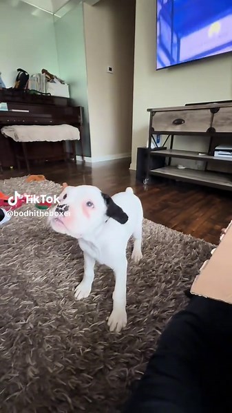 Boxer Dog Hops: Adorable Puppy Tricks