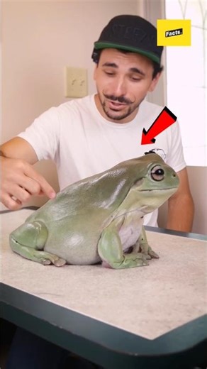 From Cute Frog to Giant YouTuber – Meet Dumpy!